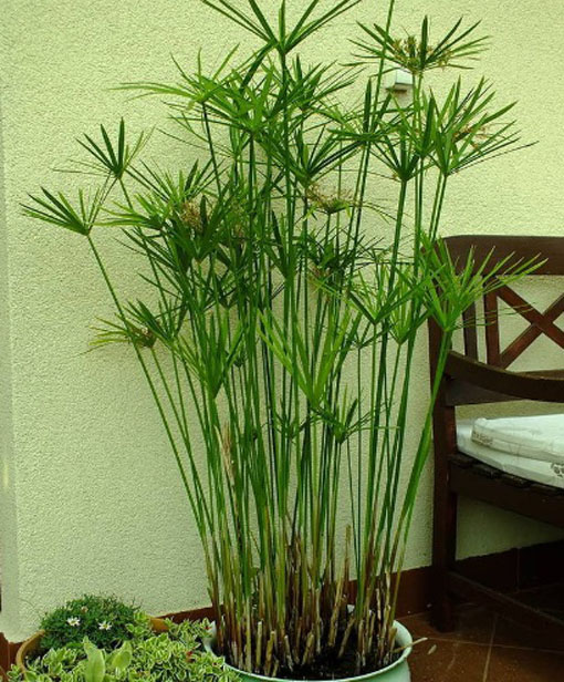 Cibora papirusik Cyperus Alternifolius