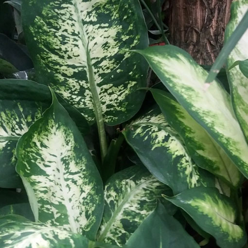 Difenbachia zielona szt.3 N649