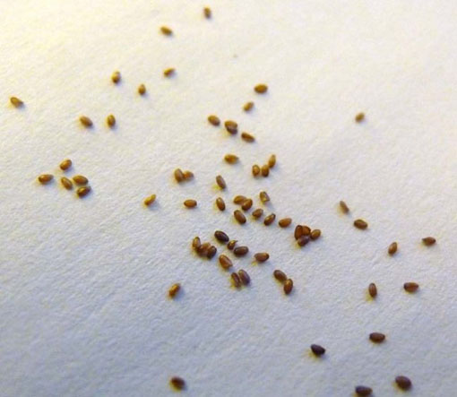 Eustoma goryczkowa różowa Lisanthus Rusellianus pink