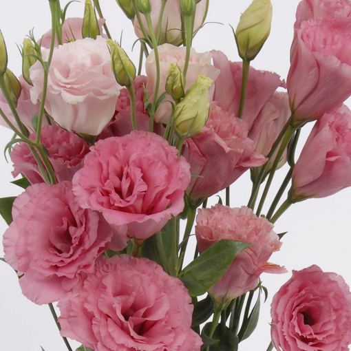 Eustoma goryczkowa różowa Lisanthus Rusellianus pink