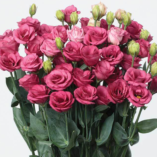 Eustoma goryczkowa różowa Lisanthus Rusellianus pink