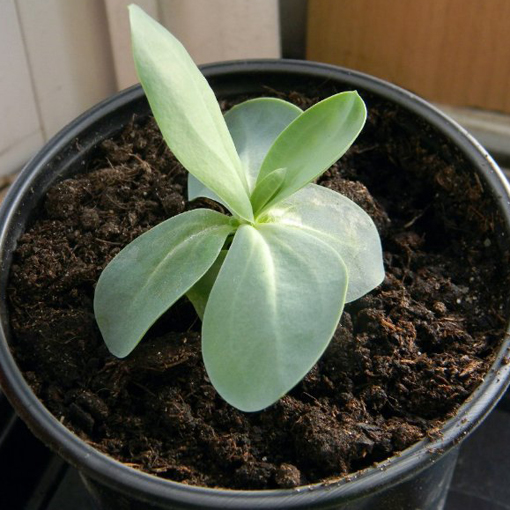 Eustoma goryczkowa różowa Lisanthus Rusellianus pink