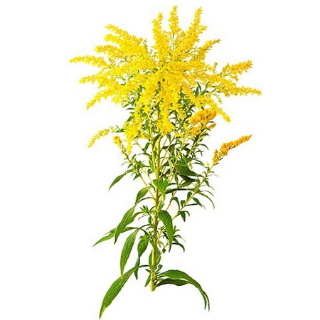 Nasiona Nawłoć pospolita Solidago, Solidago virgaurea