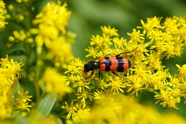Nasiona Nawłoć pospolita Solidago, Solidago virgaurea