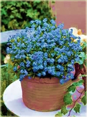 Niezapominajka niezabudka niebieska