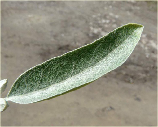 Oliwnik wąskolistny, dzika oliwka albo rosyjska oliwka jadalne owoce Sha Zao