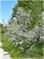 Oliwnik wąskolistny, dzika oliwka albo rosyjska oliwka jadalne owoce Sha Zao