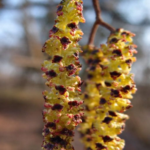 Nasiona Olcha czarna olsza Alnus, Alnus glutinosa