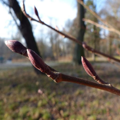 Nasiona Olcha czarna olsza Alnus, Alnus glutinosa