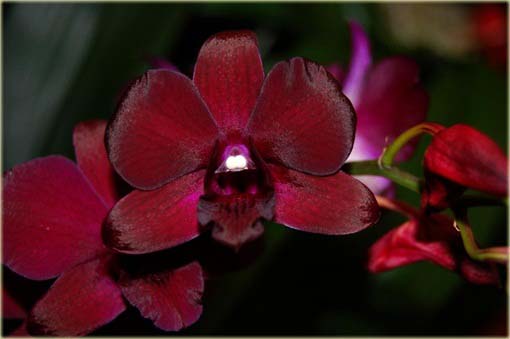 Orchidea ciemnoczerwona zwisła, storczyk