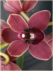 Orchidea ciemnoczerwona zwisła, storczyk