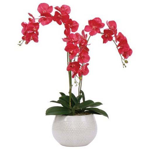 Orchidea krwistoczerwona, storczyk