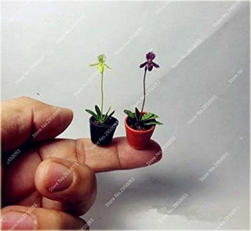 Orchidea mini różowo-żółta, storczyk miniatura