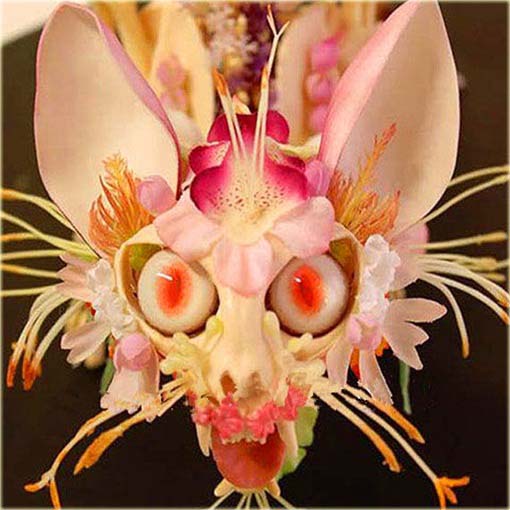 Orchidea Twarz Małpy