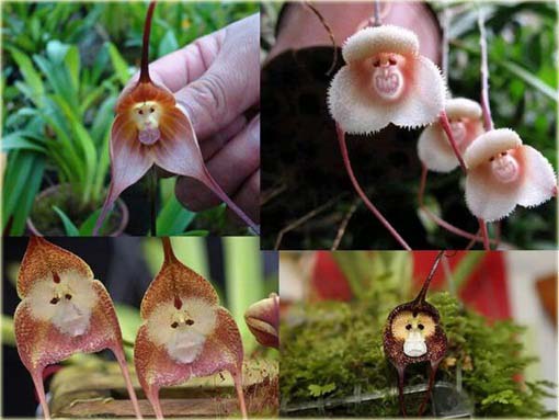 Orchidea Twarz Małpy