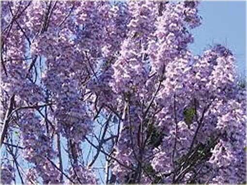 Paulownia mix, Pawłownia