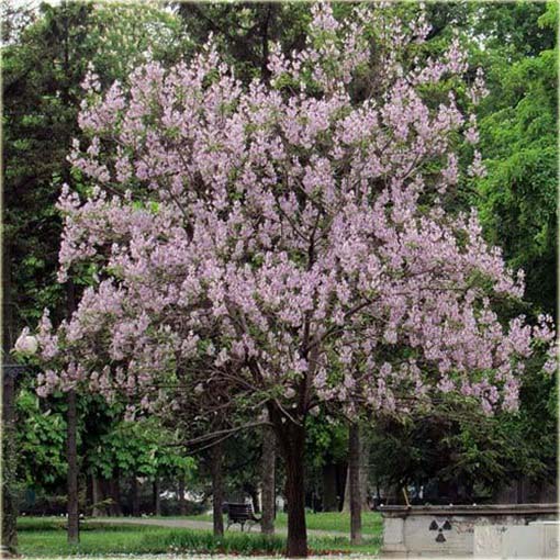 Paulownia mix, Pawłownia