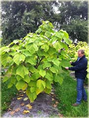 Paulownia mix, Pawłownia