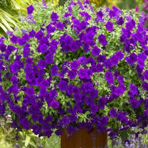 Petunia Alderman fioletowa, Petunia hybrida nana