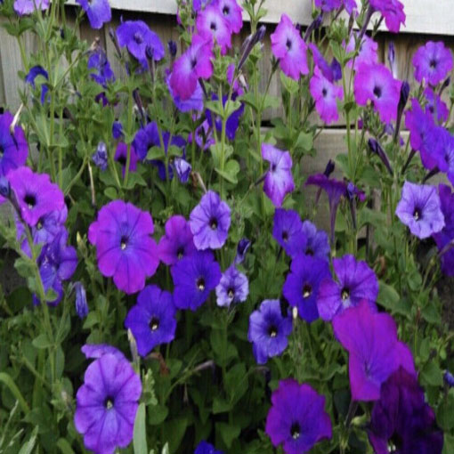 Petunia Alderman fioletowa, Petunia hybrida nana