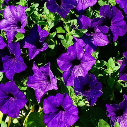 Petunia Alderman fioletowa, Petunia hybrida nana