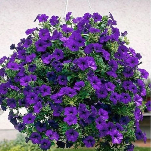 Petunia Alderman fioletowa, Petunia hybrida nana