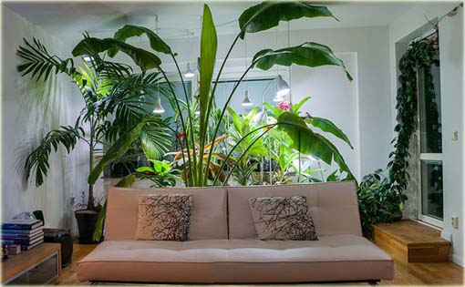 Pielgrzan madagaskarski palma