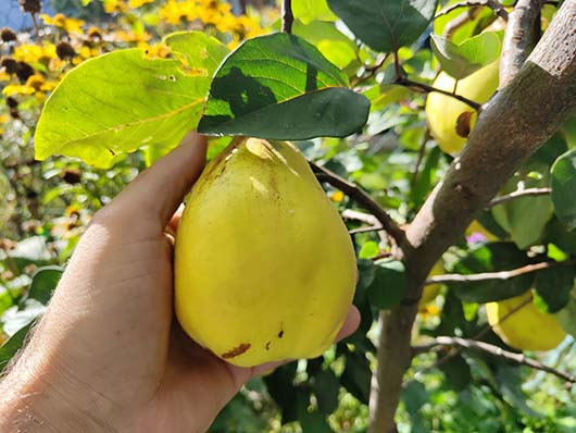 Pigwa gruszkowa drzewo Cydonia oblonga