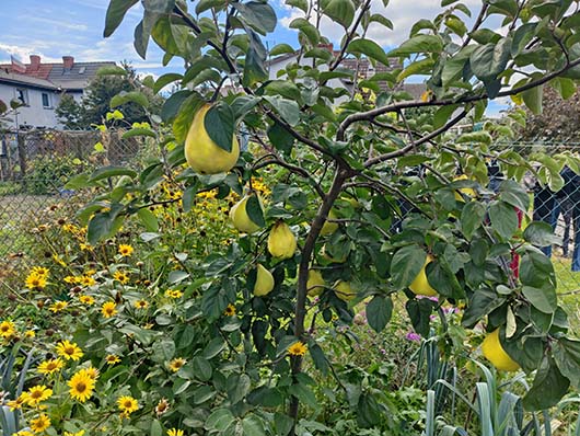 Pigwa gruszkowa drzewo Cydonia oblonga