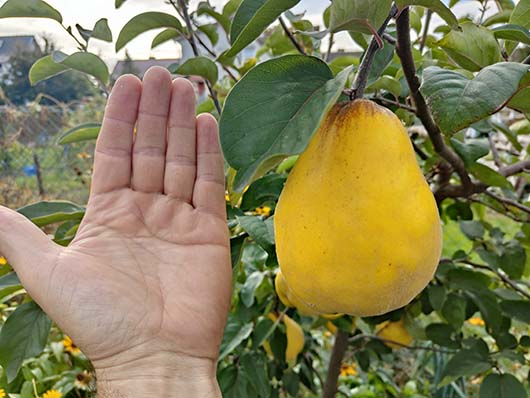 Pigwa gruszkowa drzewo Cydonia oblonga