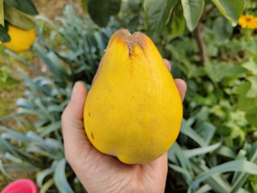 Pigwa gruszkowa drzewo Cydonia oblonga