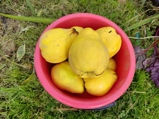 Pigwa gruszkowa drzewo Cydonia oblonga