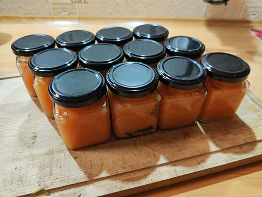 Pigwa gruszkowa drzewo Cydonia oblonga