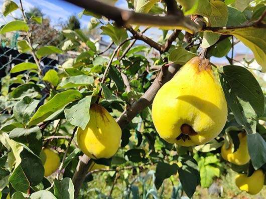 Pigwa gruszkowa drzewo Cydonia oblonga