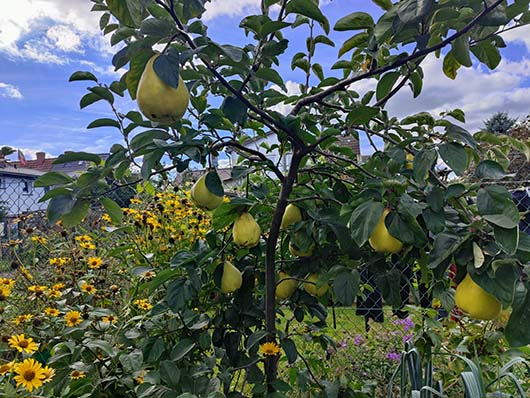 Pigwa gruszkowa drzewo Cydonia oblonga