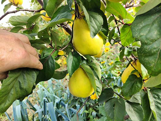 Pigwa gruszkowa drzewo Cydonia oblonga