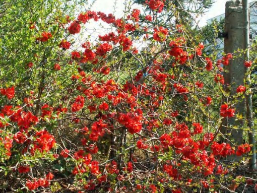 Nasiona Pigwowiec japoński, Chaenomeles japonica