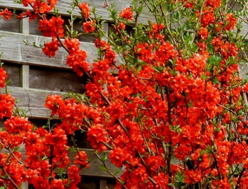 Nasiona Pigwowiec japoński, Chaenomeles japonica