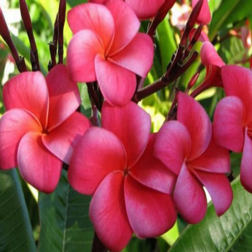 Nasiona Plumeria czerwona, Plumeria Tourn red