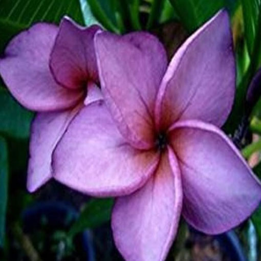 Plumeria fioletowa, Plumeria Tourn violet	