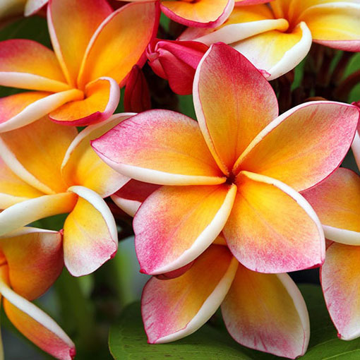 Plumeria pomarańcz, Plumeria Tourn orange