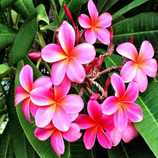 Plumeria różowa, Plumeria Tourn pink
