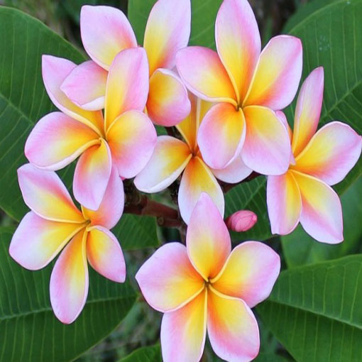 Plumeria różowa, Plumeria Tourn pink