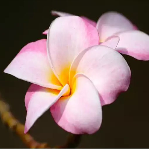 Plumeria różowa, Plumeria Tourn pink