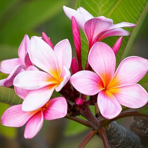 Plumeria różowa to roślina, która można rozmnażać z nasion lub przez sadzonki.