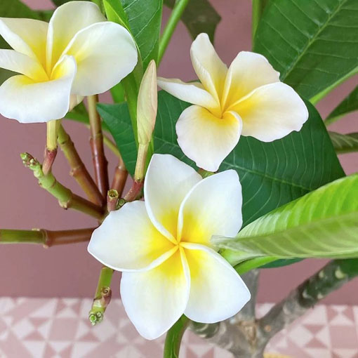 Plumeria to piękna roślina o intensywnie pachnących kwiatach, która jest ceniona za swoje właściwości lecznicze i kosmetyczne