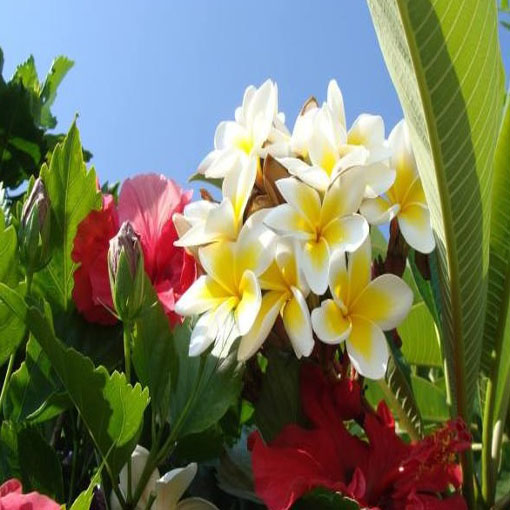 Plumeria żółta, Plumeria Tourn