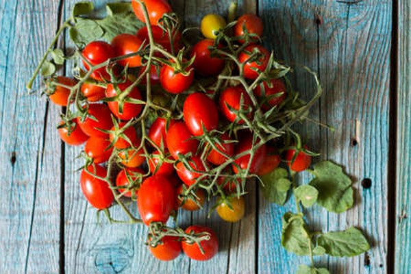 Nasiona Pomidor Piennolo z Wezuwiusza, Piennolo tomato from Vesuvius