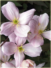 Powojnik różowy w różowe pasy clematis piękne pnącze 
