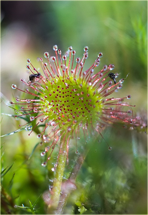Rosiczka mięsożerna